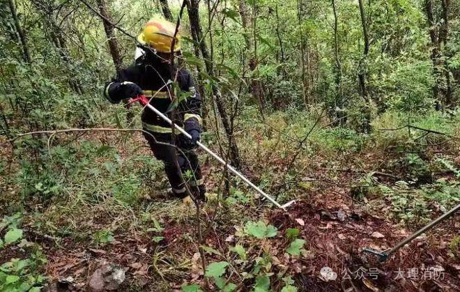 九游娱乐:云南一学校附近发现眼镜王蛇蛇窝还有50枚蛇蛋…(图4)