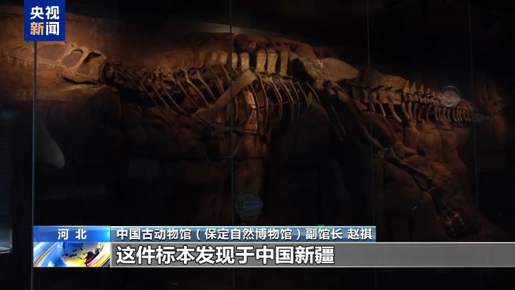 暑期探秘走进博物馆感受恐龙化石里的中国故事